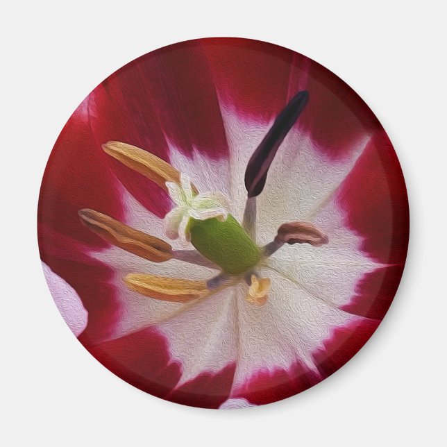 Djuprött tulpanprov magnet (Framsidan)