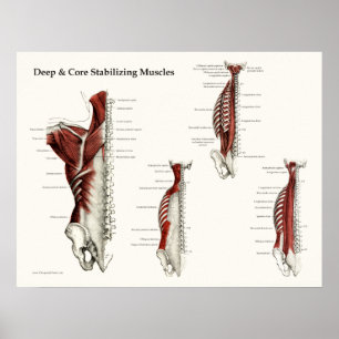 Djupt & kärna ur den stabiliserande poster