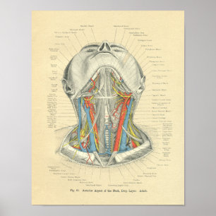 Djupt lagrar vintageFrohse för Anatomical nacke Poster