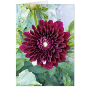 Djupt Lila Dahlia Blankt kort