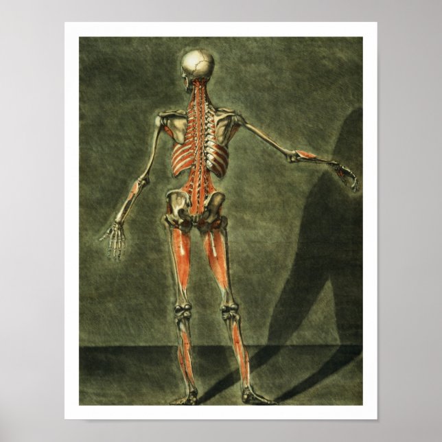 Djupt muskelsystem på kroppens baksida, plat poster (Framsidan)