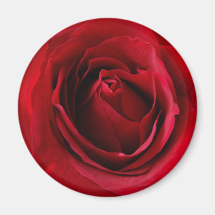 djupt röd ros magnet