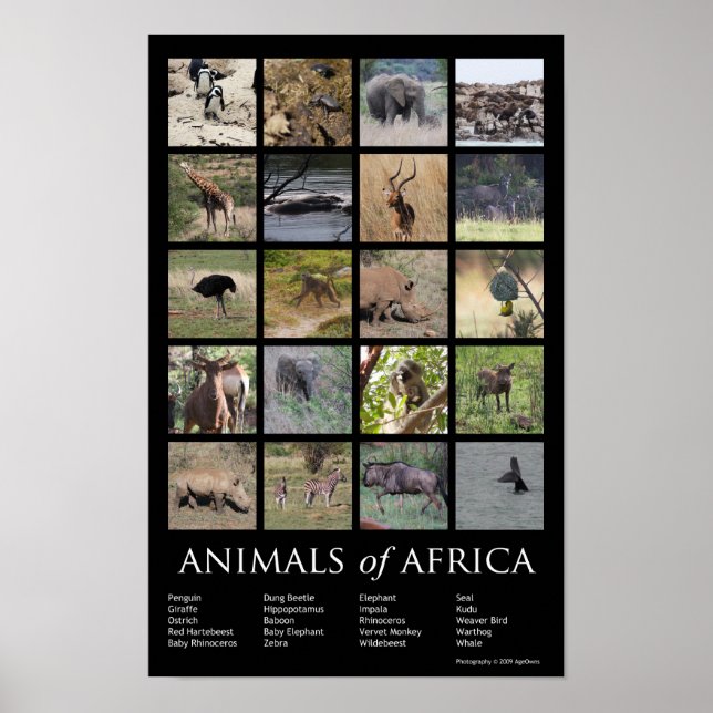 Djur av Afrika Poster (Framsidan)