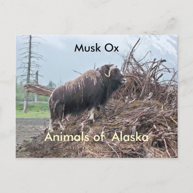Djur av Alaska-musk ox Vykort (Framsida)