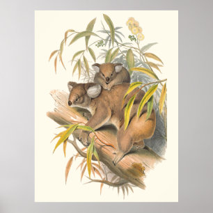 Djur av Australien koalaen Poster