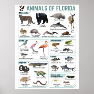 Djur av florida, florida usa vild lide poster