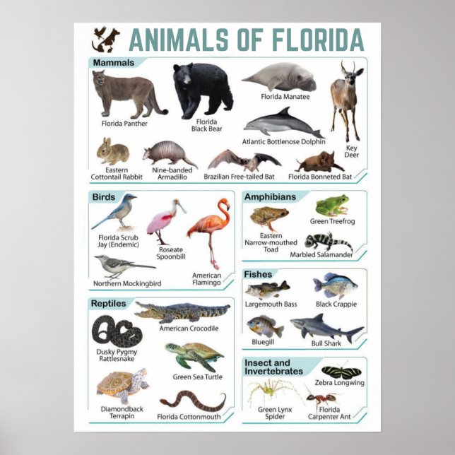 Djur av florida, florida usa vild lide poster (Framsidan)