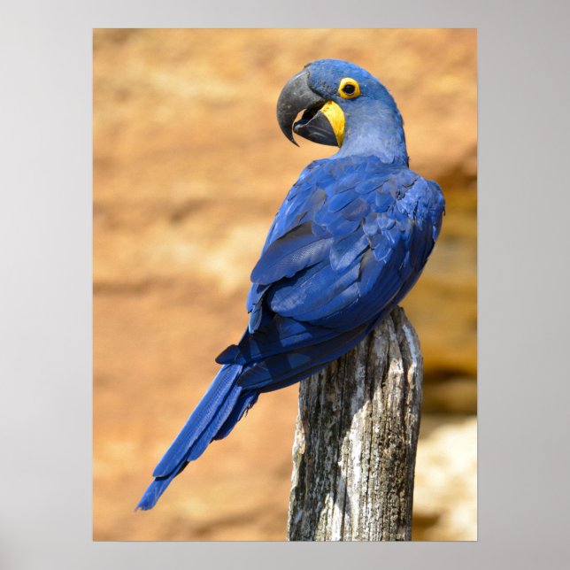 Djur av Hyacint macaw som genomborrats på träpost Poster (Framsidan)