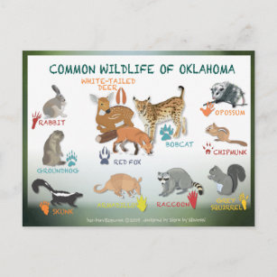 djur av Oklahoma vykort 19