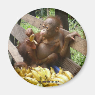 Djur babymat magnet