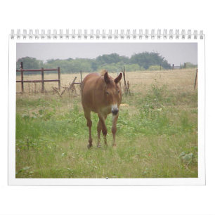 Djur Calander Kalender