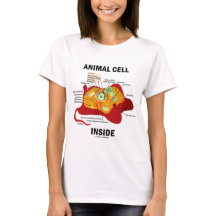 Djur cellinsida (Eukaryotecellbiologi)