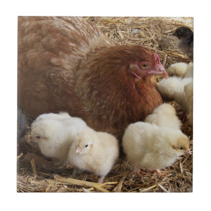 djur, chick, kyckling, gård, söt, fågel, baby, kakelplatta