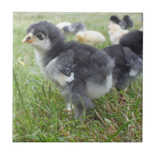djur, chick, kyckling, gård, söt, fågel, baby, kakelplatta