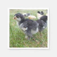 djur, chick, kyckling, gård, söt, fågel, baby,