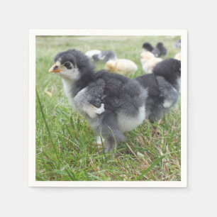 djur, chick, kyckling, gård, söt, fågel, baby, pappersservett