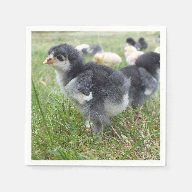 djur, chick, kyckling, gård, söt, fågel, baby, pappersservett (Framsidan)