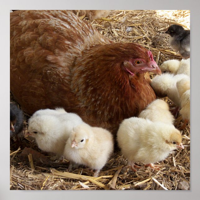 djur, chick, kyckling, gård, söt, fågel, baby, poster (Framsidan)