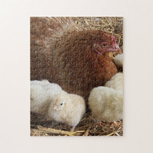 djur, chick, kyckling, gård, söt, fågel, baby, pussel