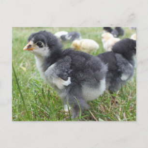 djur, chick, kyckling, gård, söt, fågel, baby, vykort