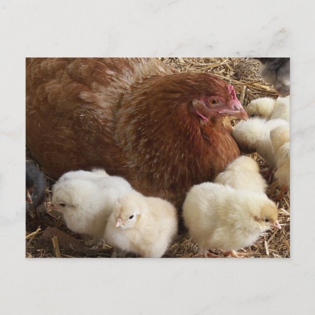 djur, chick, kyckling, gård, söt, fågel, baby, vykort (Framsida)