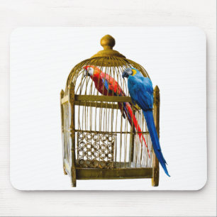 Djur Fågelkatt Parrot Cage Lockade Freedom Jail Musmatta