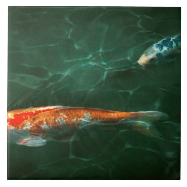 Djur - Fisk - Koi - En till fiskhistoria Kakelplatta (Framsidan)