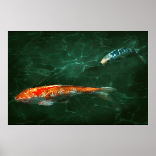 Djur - Fisk - Koi - En till fiskhistoria Poster (Framsidan)