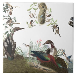 Djur för djurliv för Audubon Collagefåglar Kakelplatta
