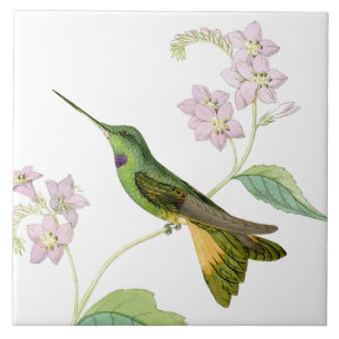 Djur för djurliv för Hummingbirdfågelblommor bl Kakelplatta