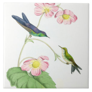 Djur för djurliv för Hummingbirdfågelblommor bl Kakelplatta