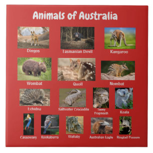 Djur från Australien Kakelplatta