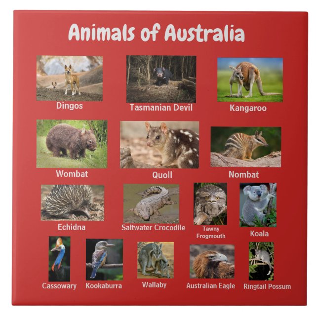Djur från Australien Kakelplatta (Framsidan)