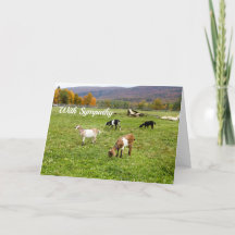 Djur - getter - Betesmark Vermont Fotosympati