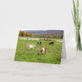 Djur - getter - Betesmark Vermont Fotosympati Kort