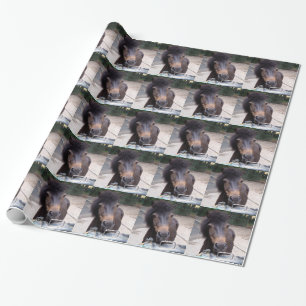 Djur, häst, Pony Presentpapper