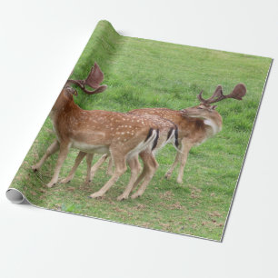 djur, hjort, vilt, skog, ängsmark, jakt, presentpapper