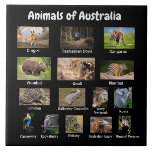 Djur i Australien Kakelplatta