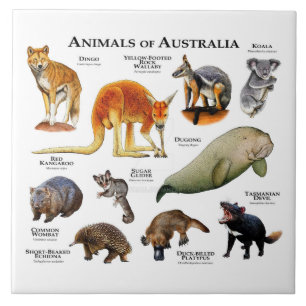 Djur i Australien Kakelplatta