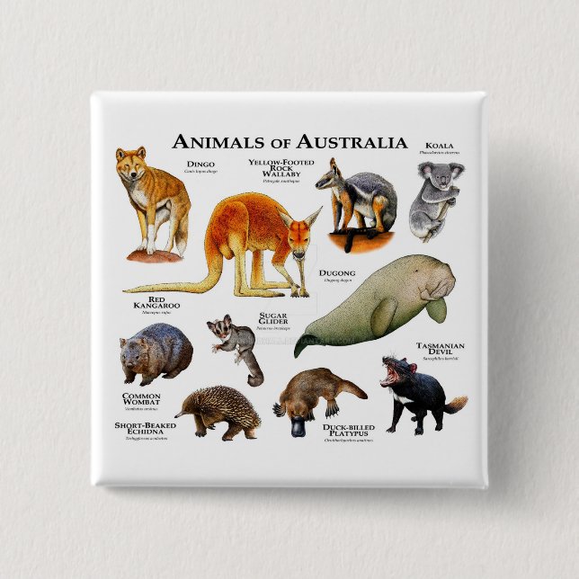 Djur i Australien Knapp (Framsida)