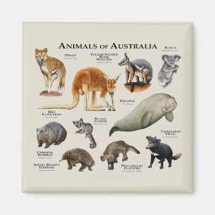 Djur i Australien Magnet
