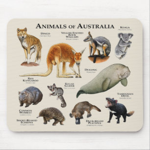 Djur i Australien Musmatta