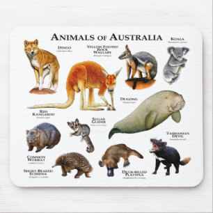 Djur i Australien Musmatta