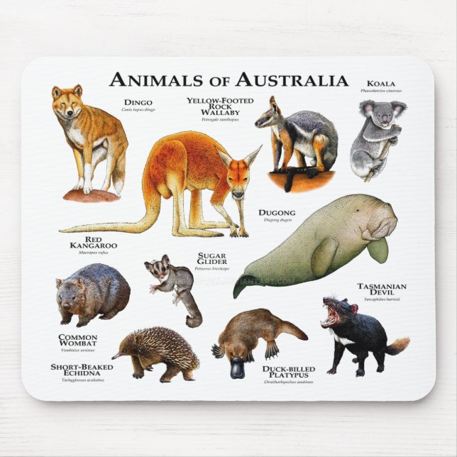 Djur i Australien Musmatta (Framsidan)