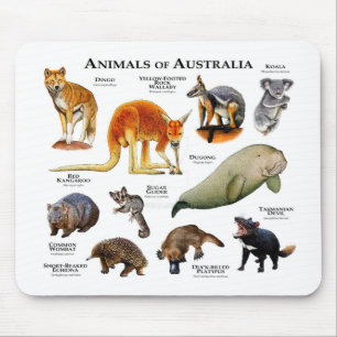 Djur i Australien Musmatta