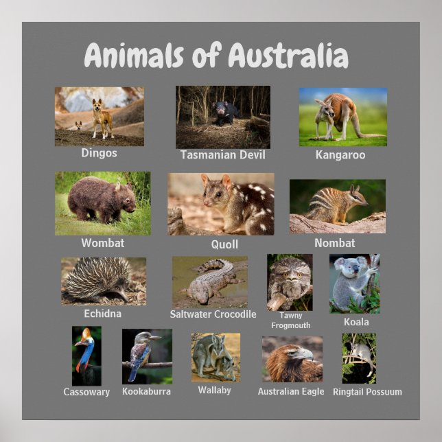 Djur i Australien Poster (Framsidan)