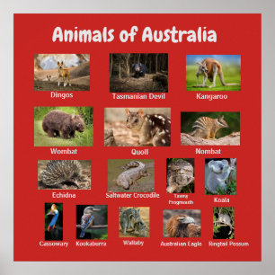 Djur i Australien Poster