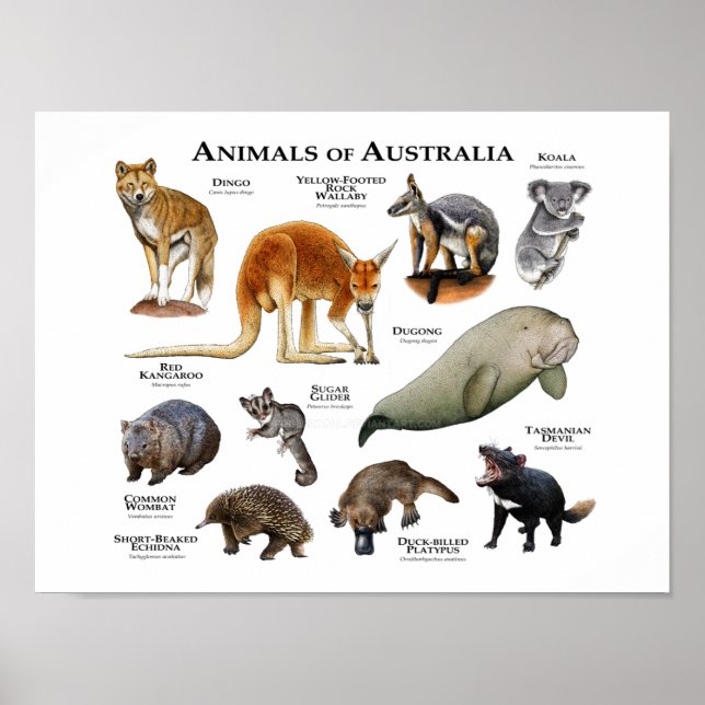 Djur i Australien Poster (Framsidan)