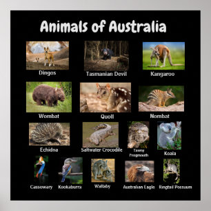 Djur i Australien Poster