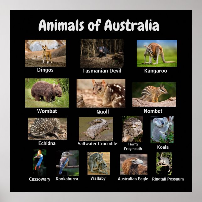Djur i Australien Poster (Framsidan)